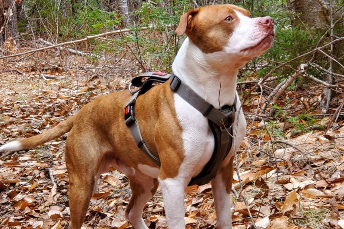 Il cagnolino Charlie salva la vita al suo fratellino umano