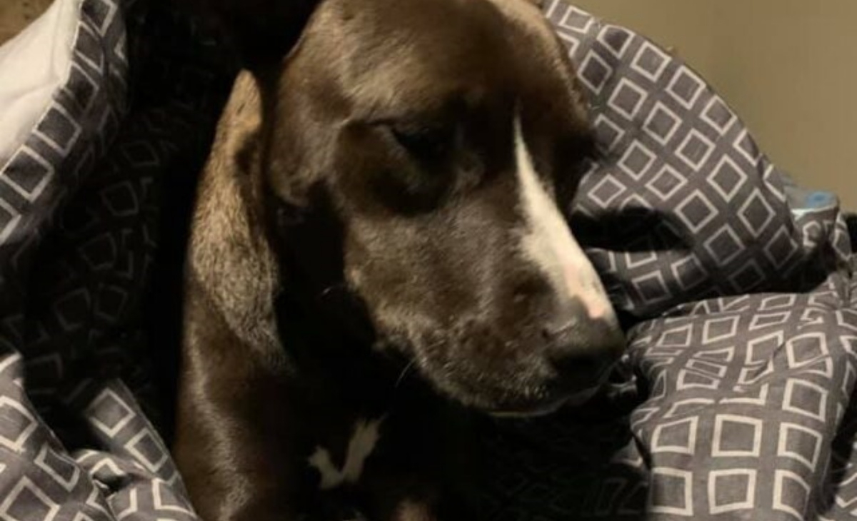 Il rapimento della cagnolina Claire