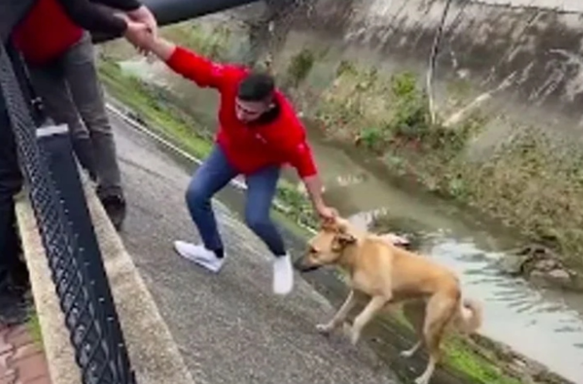 Catena umana salva la vita ad un cucciolo in difficoltà