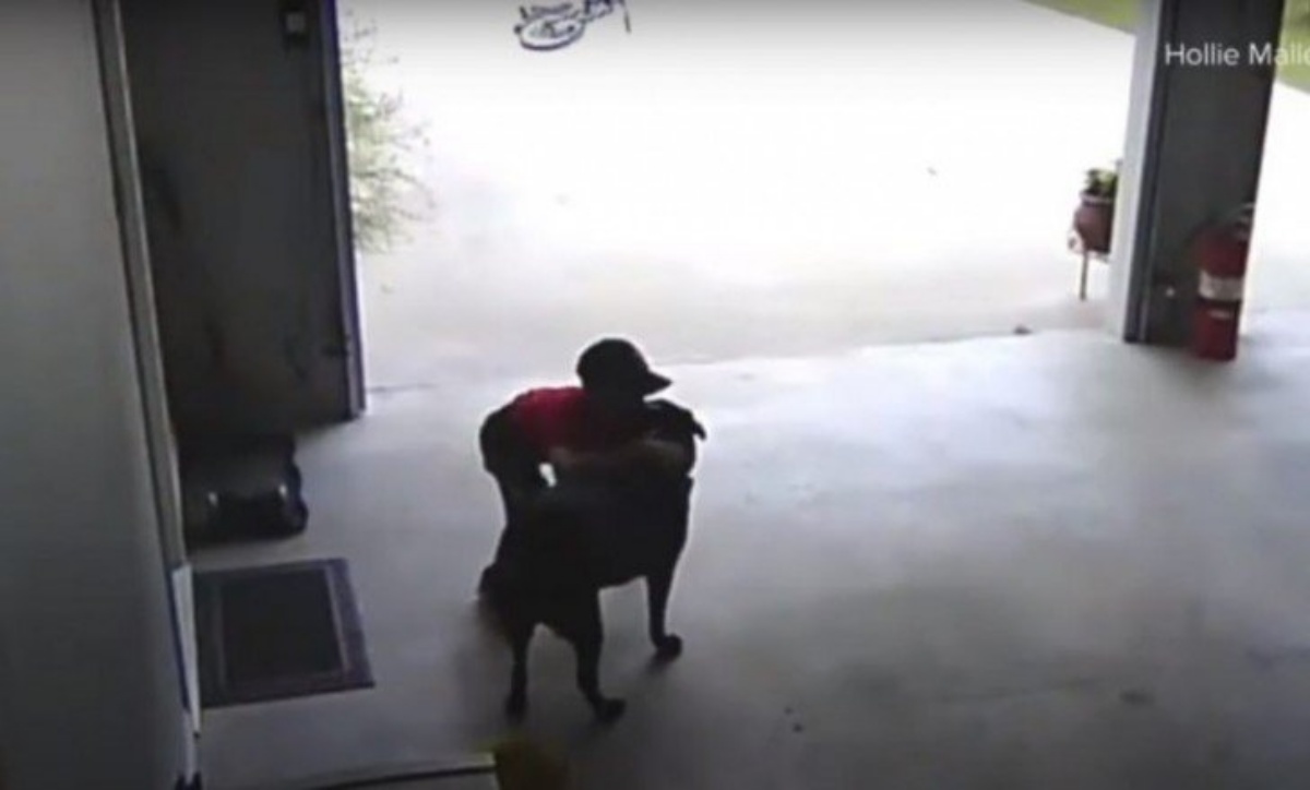 Il video della cagnolina Dutchess e del bambino
