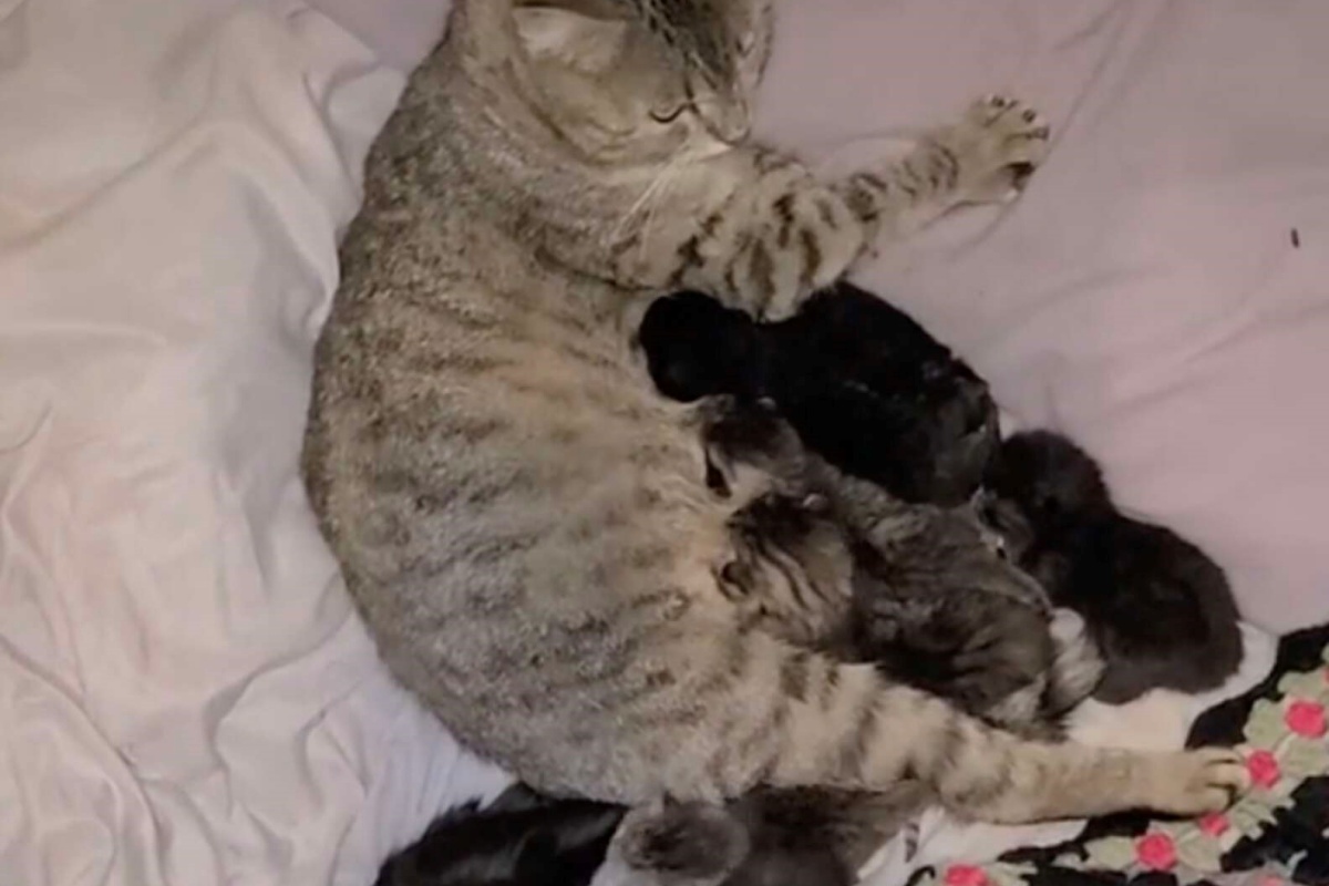 La storia di Gracie, la gattina che sembra un lupo mannaro