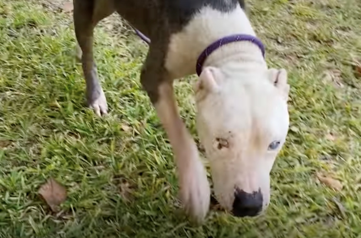 Halo, il cane cieco abbandonato nel bosco