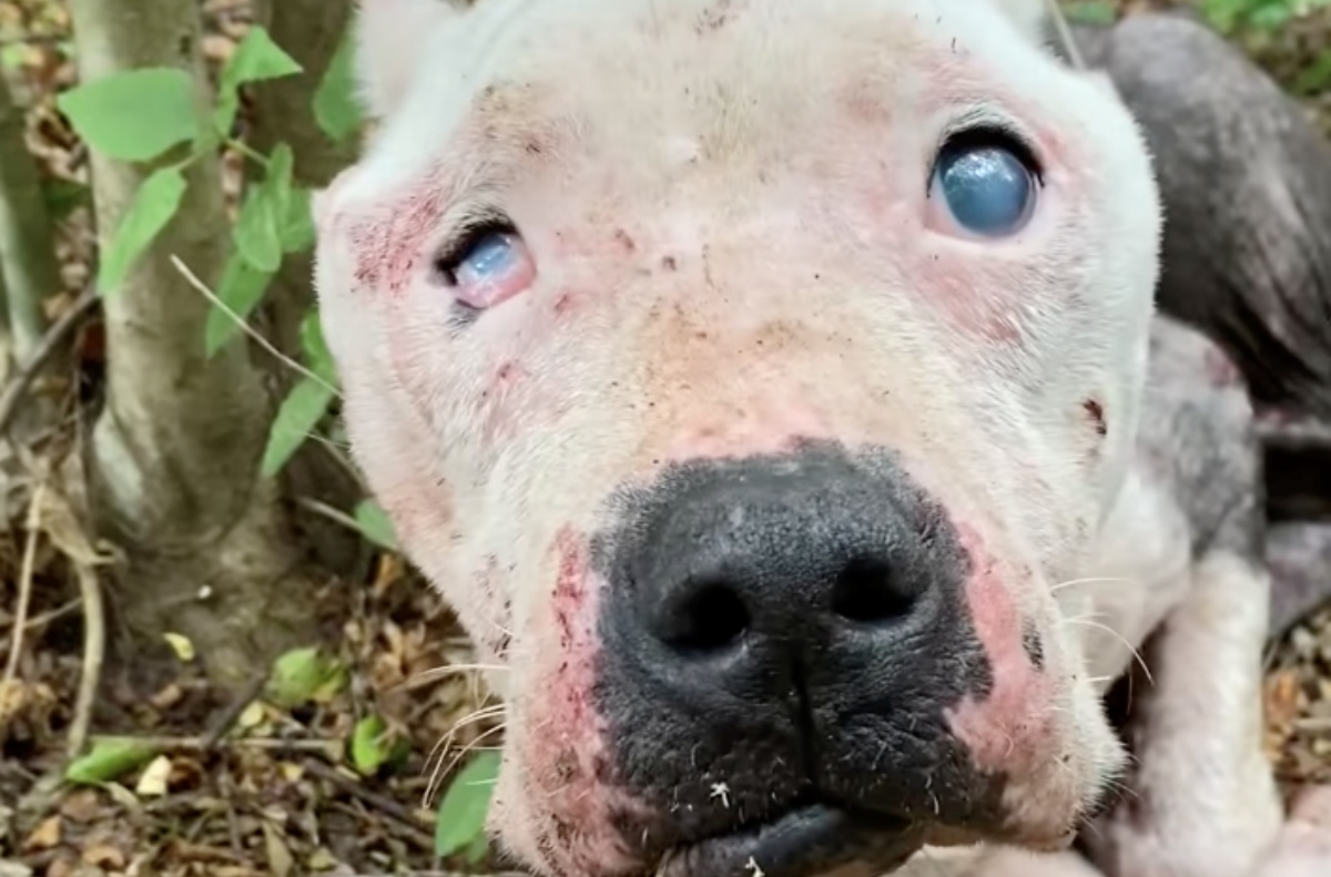 Halo, il cane cieco abbandonato nel bosco