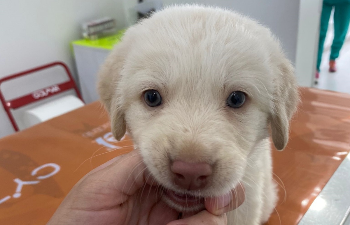 Hola, la cagnolina lanciata da un'auto, è cieca 