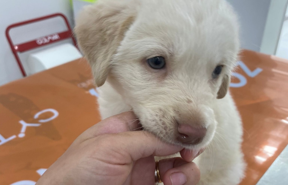 Hola, la cagnolina lanciata da un'auto, è cieca