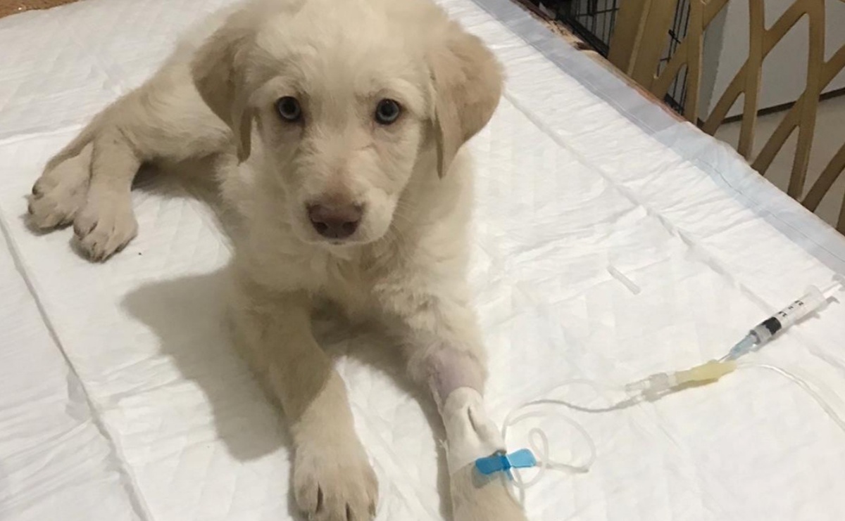 Hola cagnolina lanciata