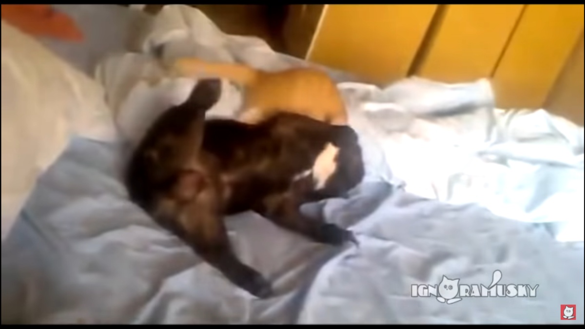 Gatto attacca il cane: il video