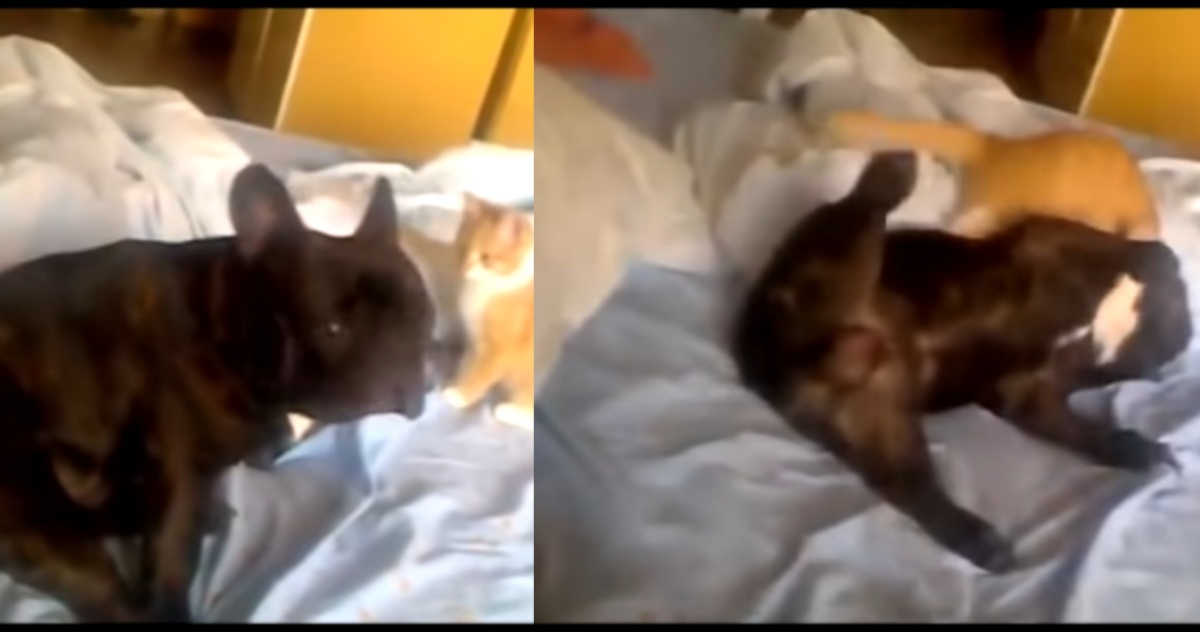 Gatto attacca il cane: il video