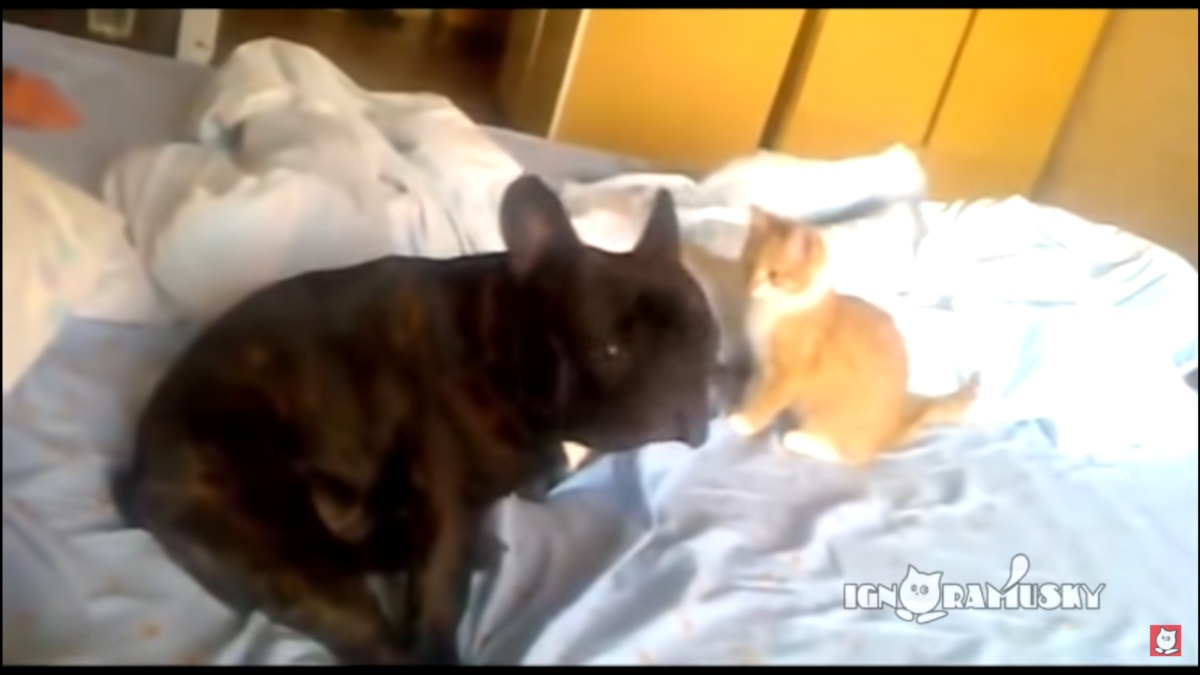 Gatto attacca il cane: il video 