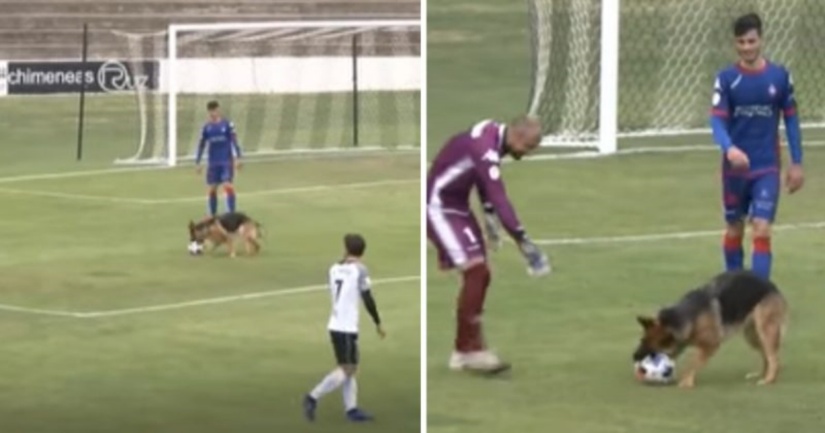 Jara, la cagnolina star del calcio 