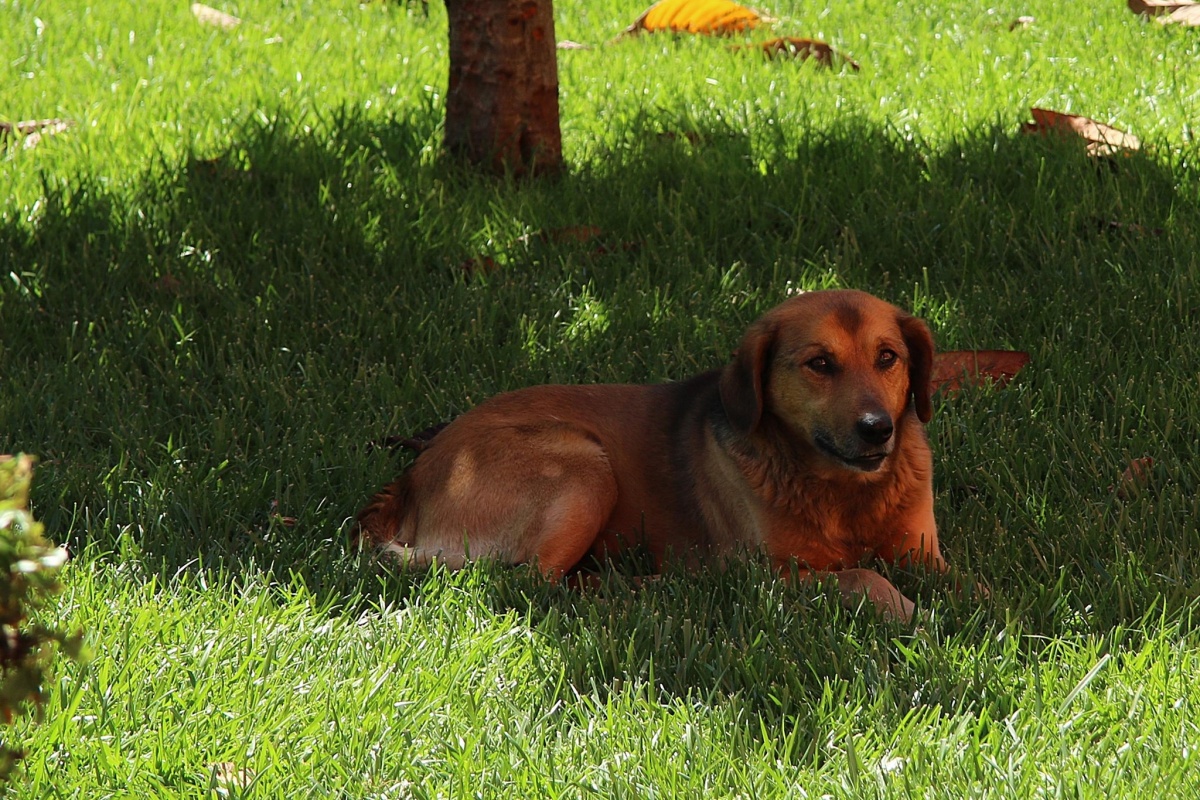 La commovente storia del cane Jerry