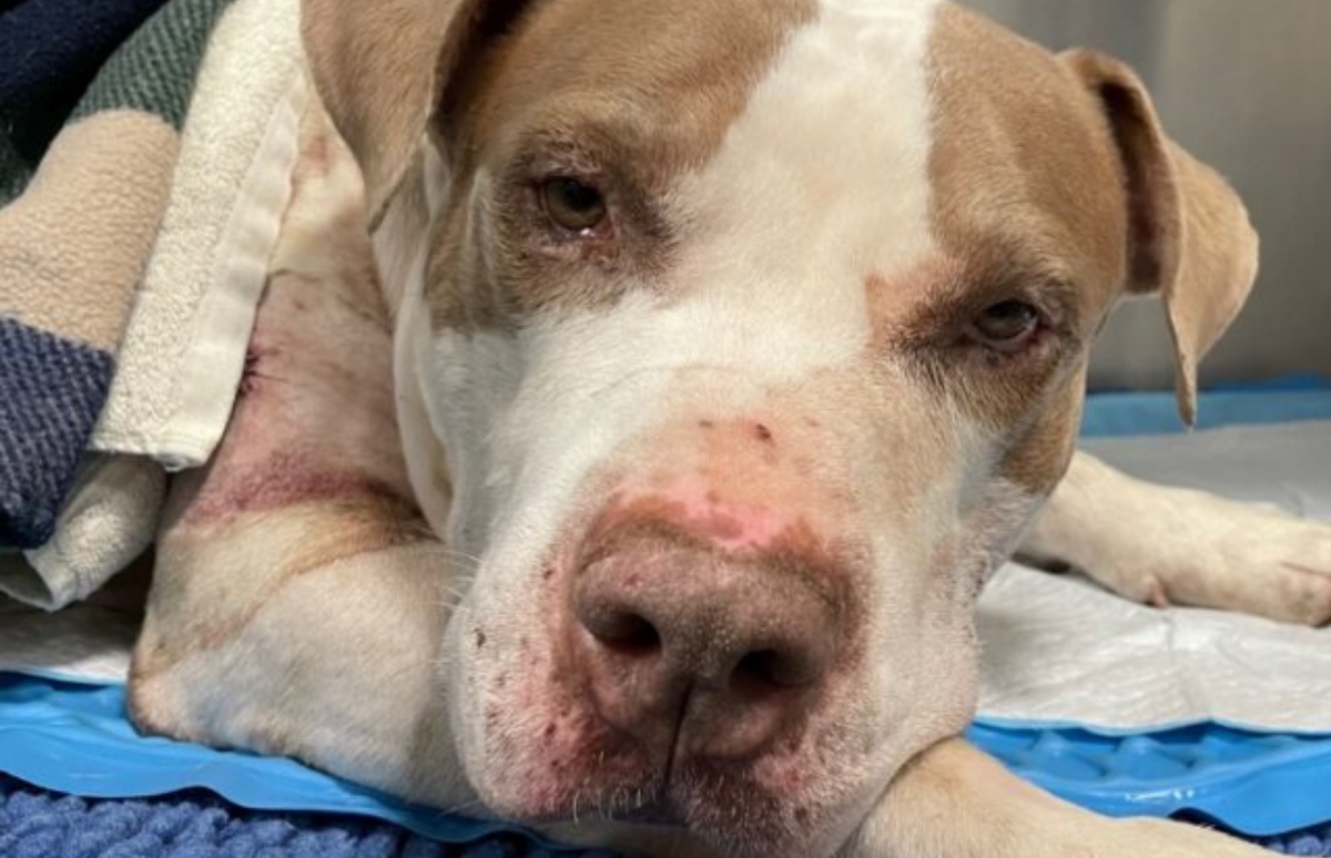 Il salvataggio del cane Kevin