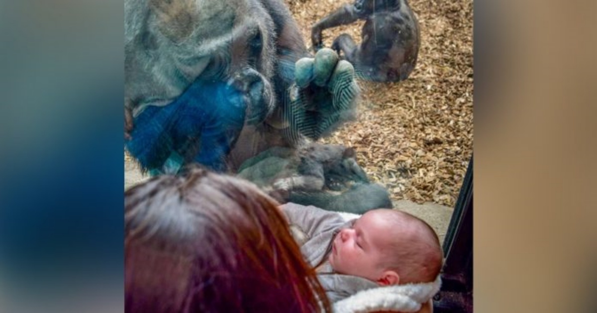 La gorilla Kiki mostra il suo bambino ad una mamma umana