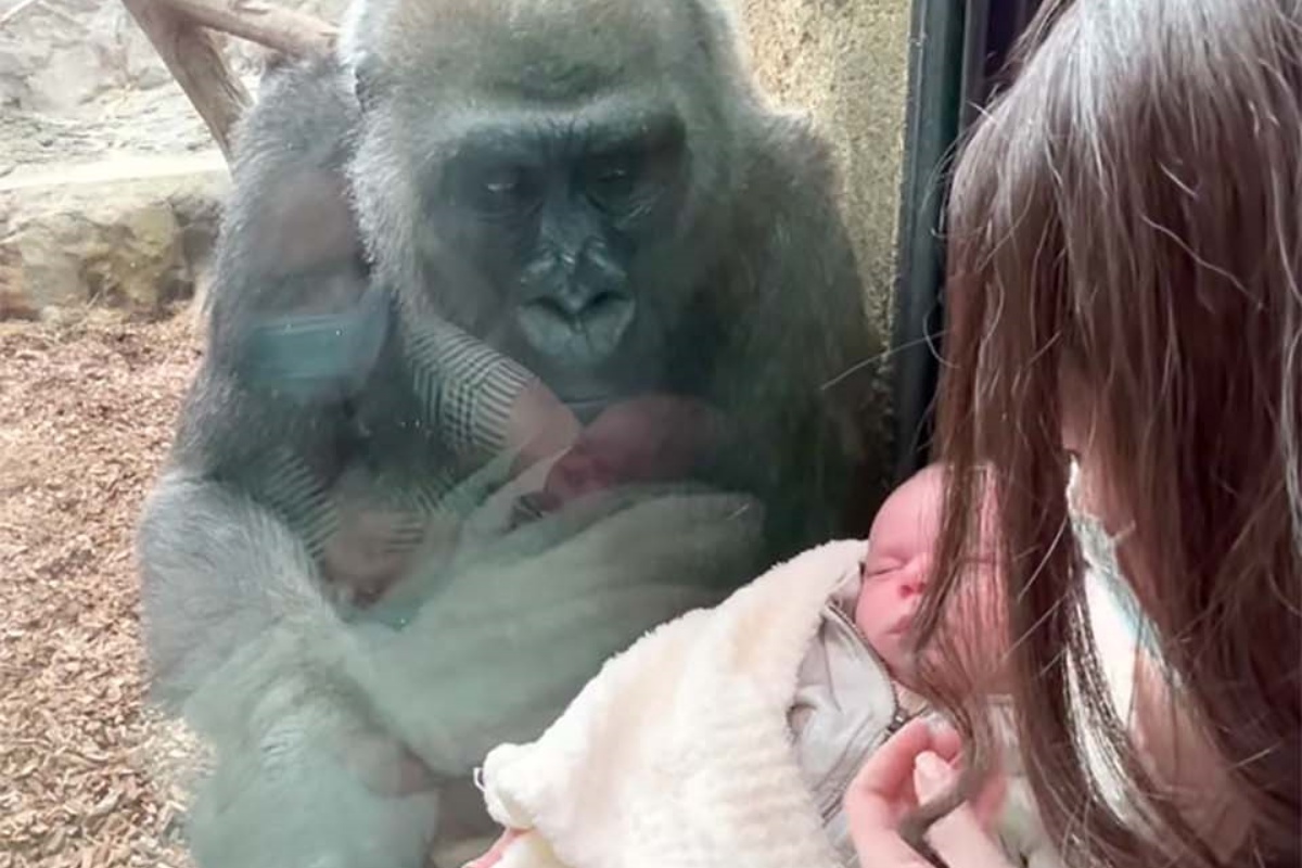 La gorilla Kiki mostra il suo bambino ad una mamma umana