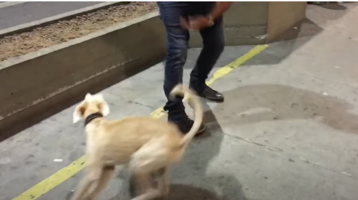 Il dolcissimo video di un cagnolino