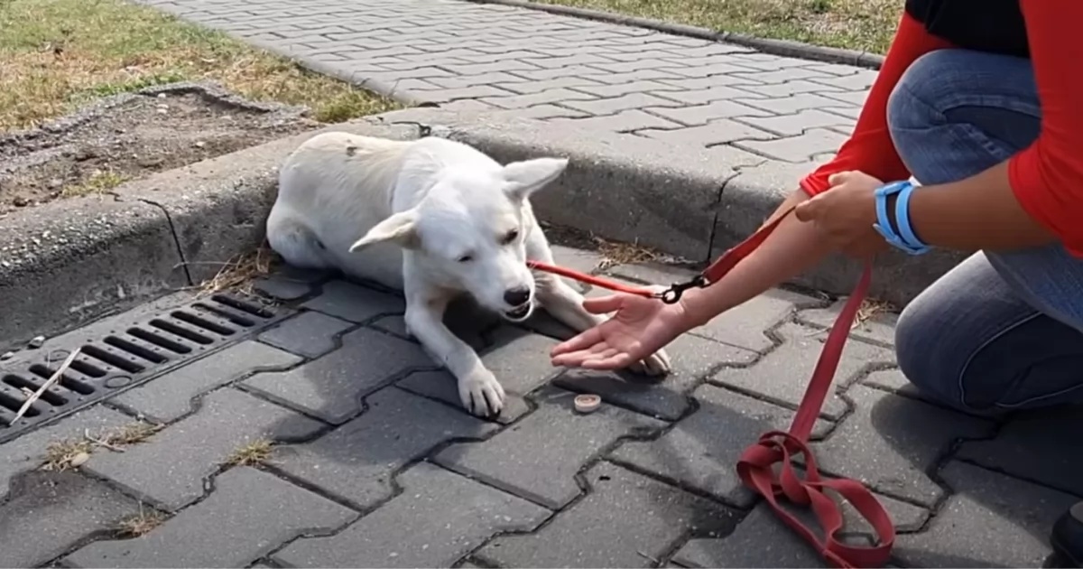 La storia della cagnolina Lily 