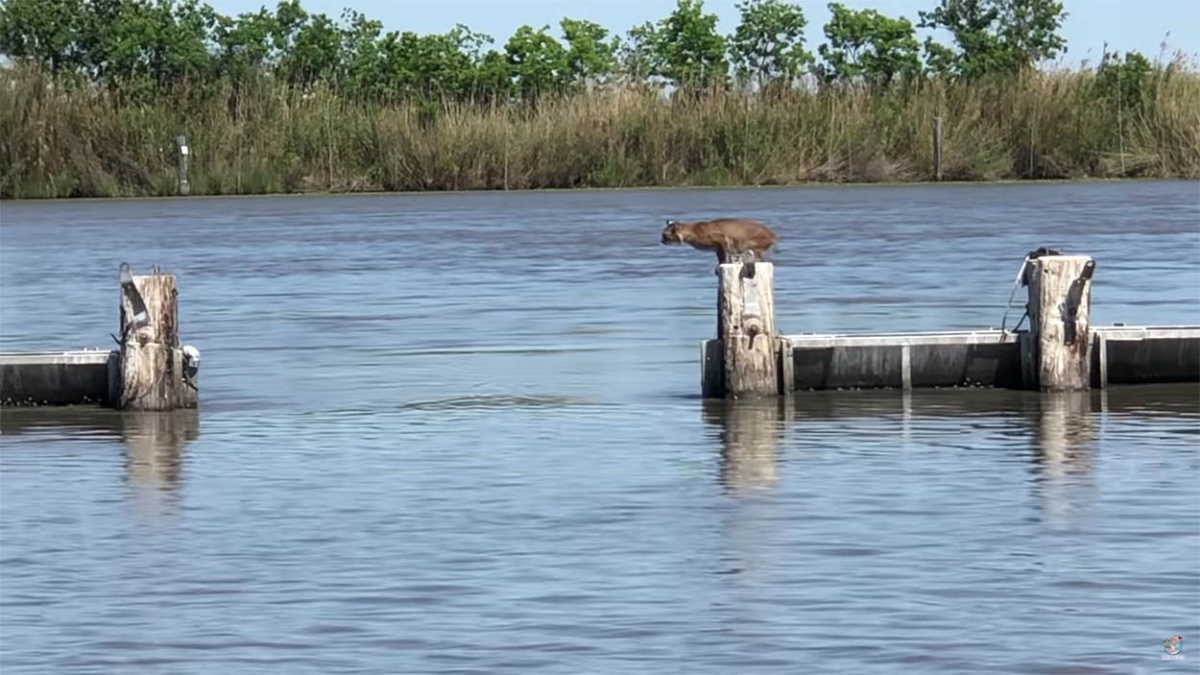 Il video dell'incredibile salto di una lince