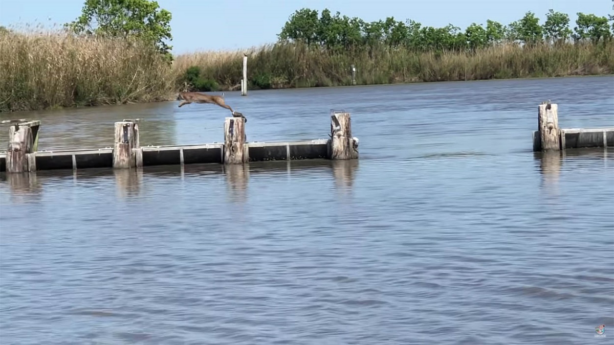Il video dell'incredibile salto di una lince