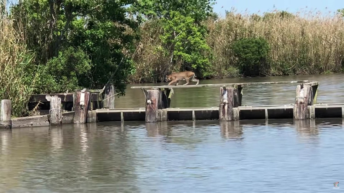 Il video dell'incredibile salto di una lince