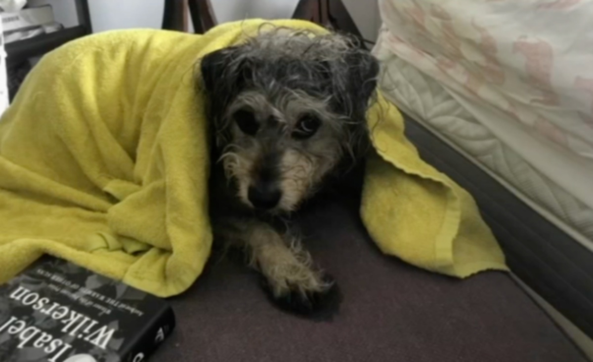 La brutta avventura di Lucy