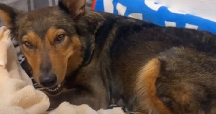 Milo diventa mamma di 4 gattini orfani