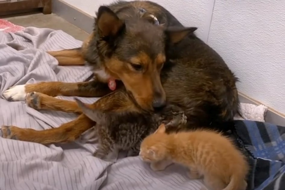 Milo diventa mamma di 4 gattini orfani