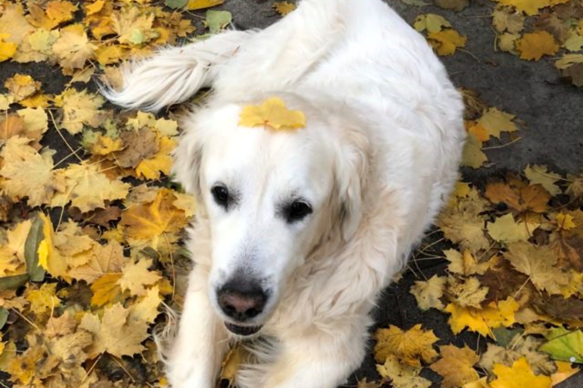 Il triste addio al cagnolino Murphy