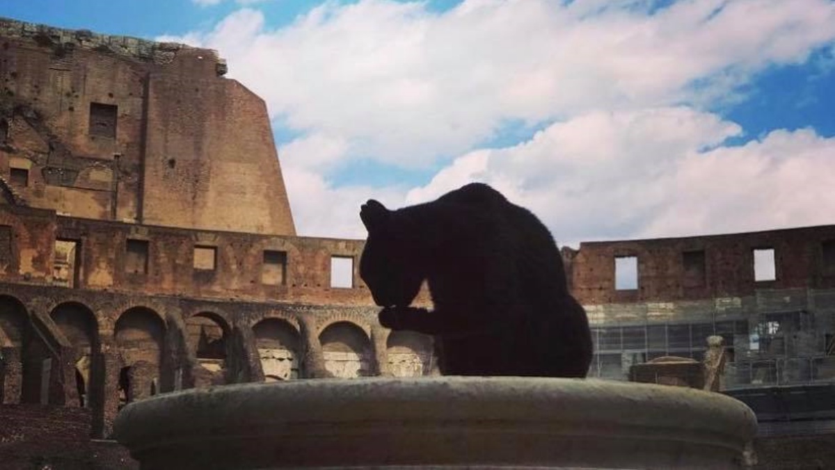 È morta la gatta Nerina