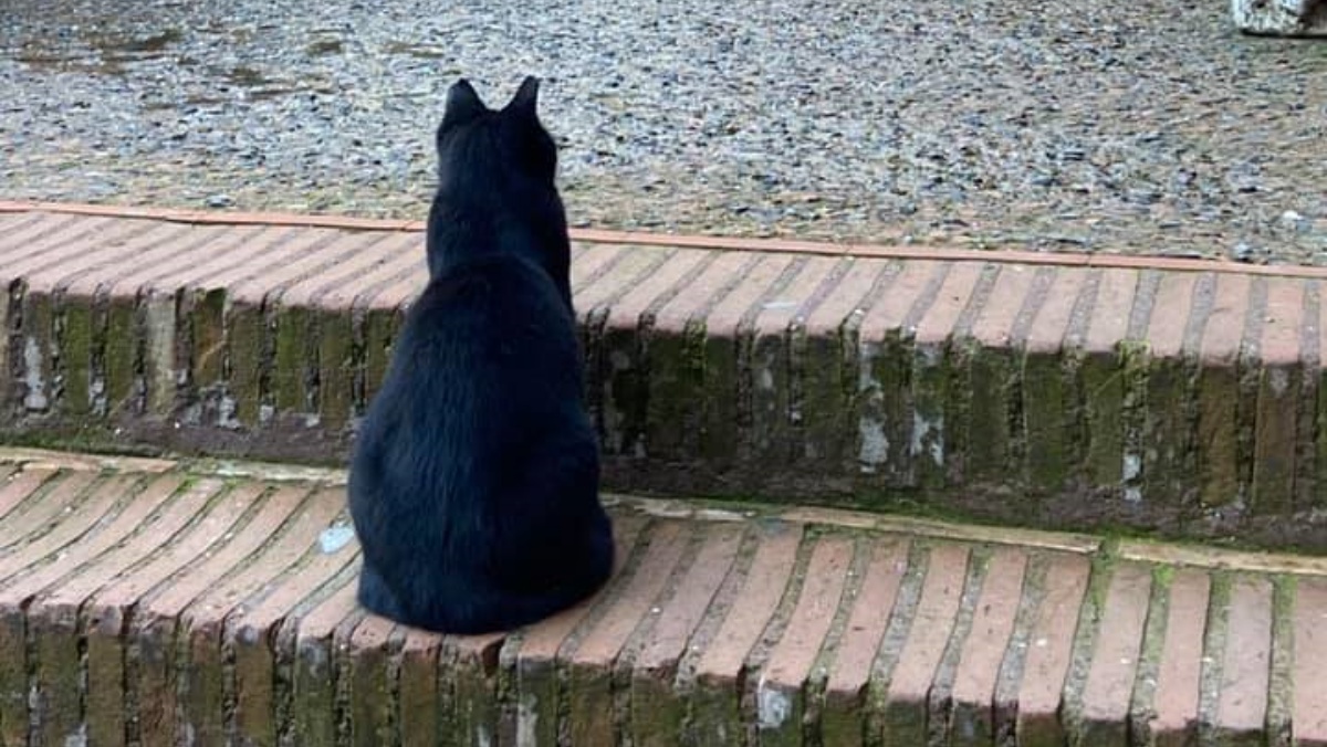 È morta la gatta Nerina