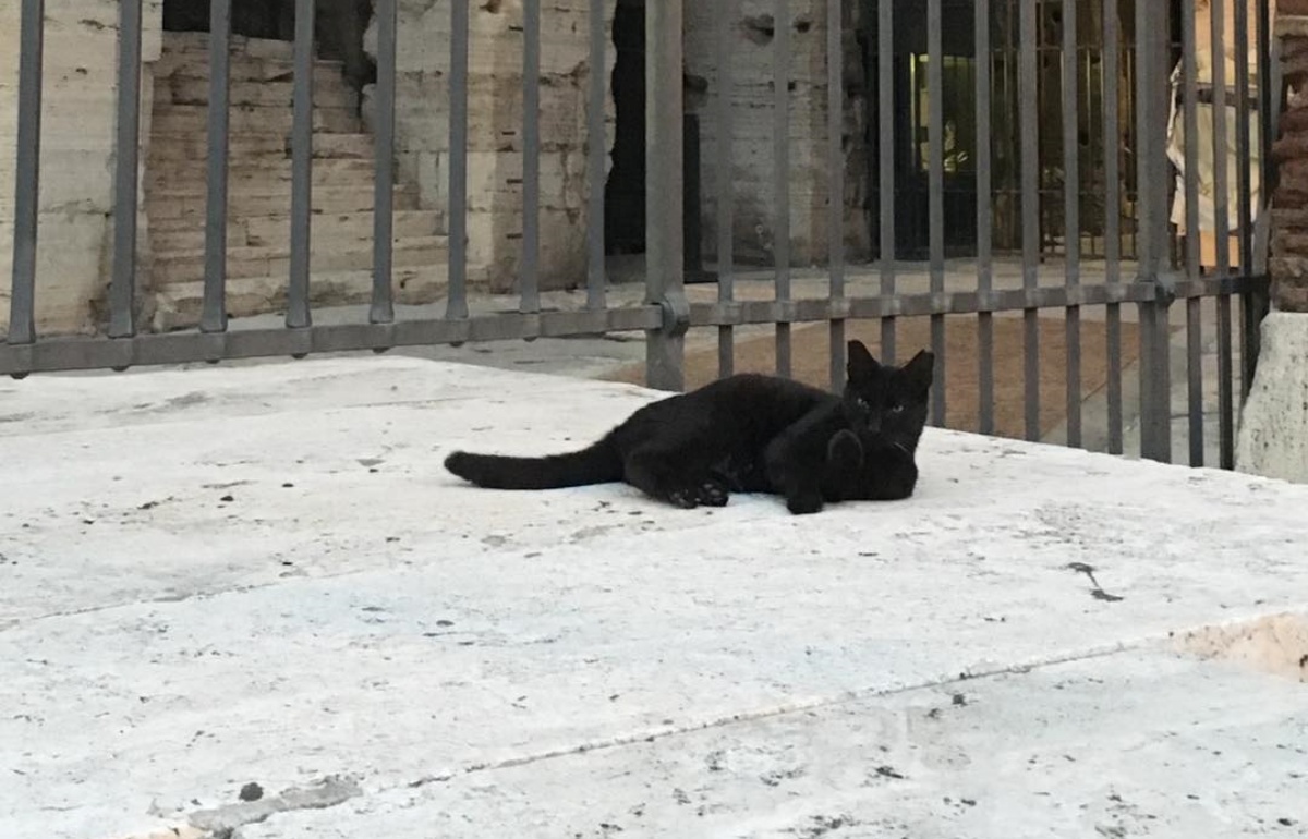 È morta la gatta Nerina 