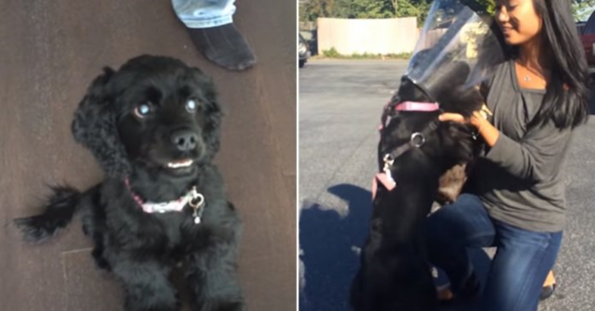 La cagnolina Olive vede la sua mamma e il suo papà per la prima volta