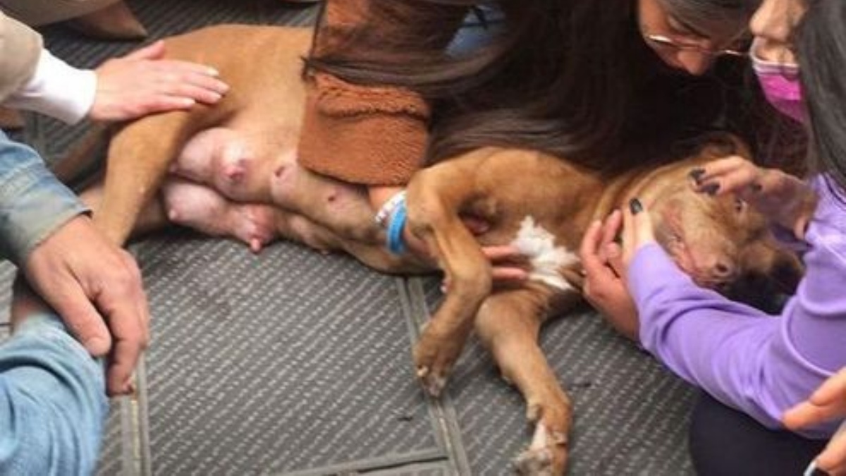 Pit bull si schianta tra i passanti a Genova