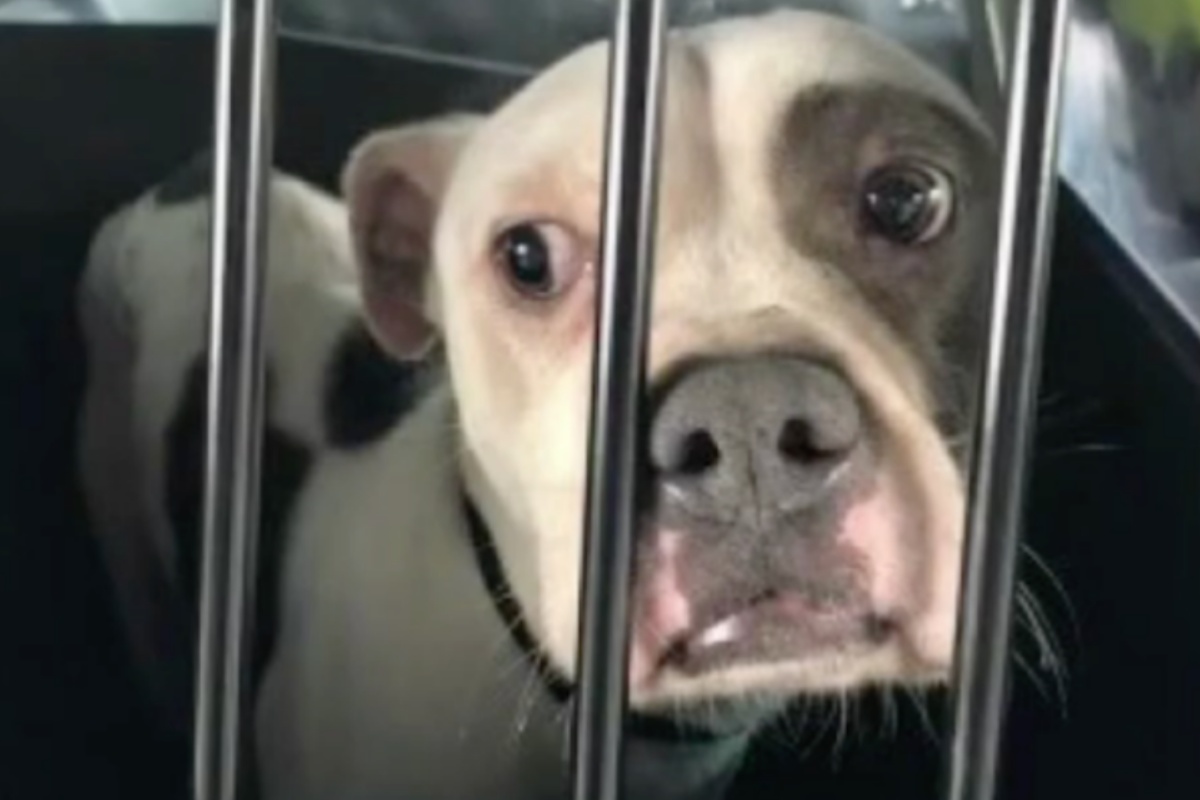 Grazie alla chiamata di un buon samaritano, un cucciolo di pitbull è stato salvato dai poliziotti
