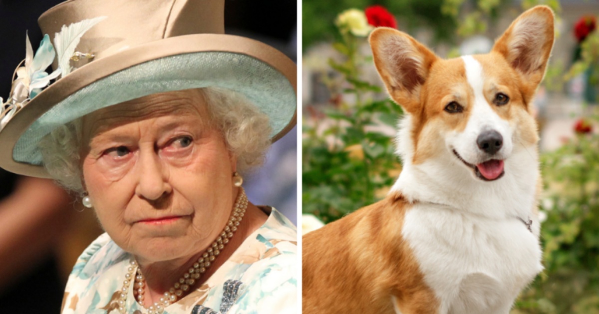 Dolore per la Regina Elisabetta II: morto il cane Fergus