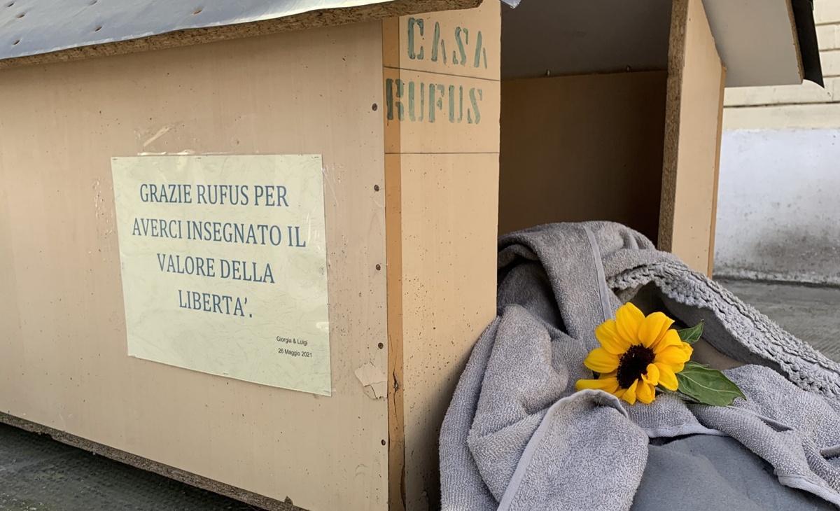 Addio a Rufus: è morto il cane di Molfetta