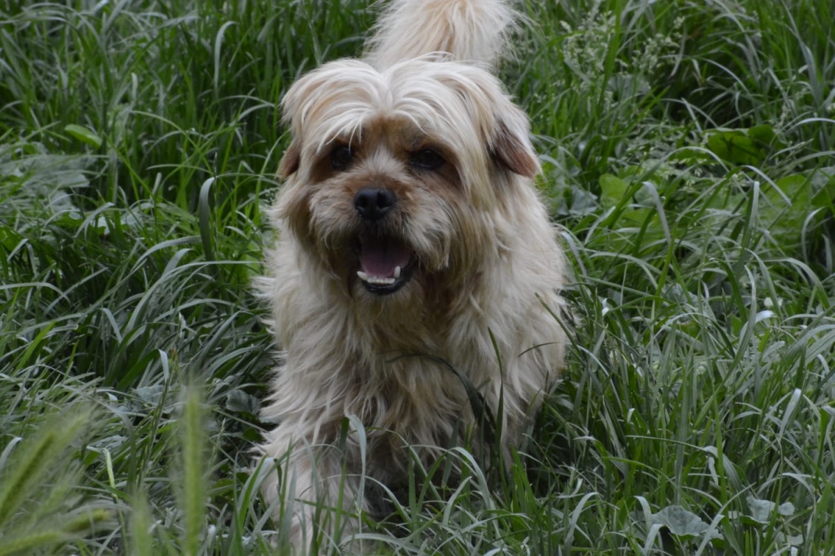 La storia del cane Tennent's