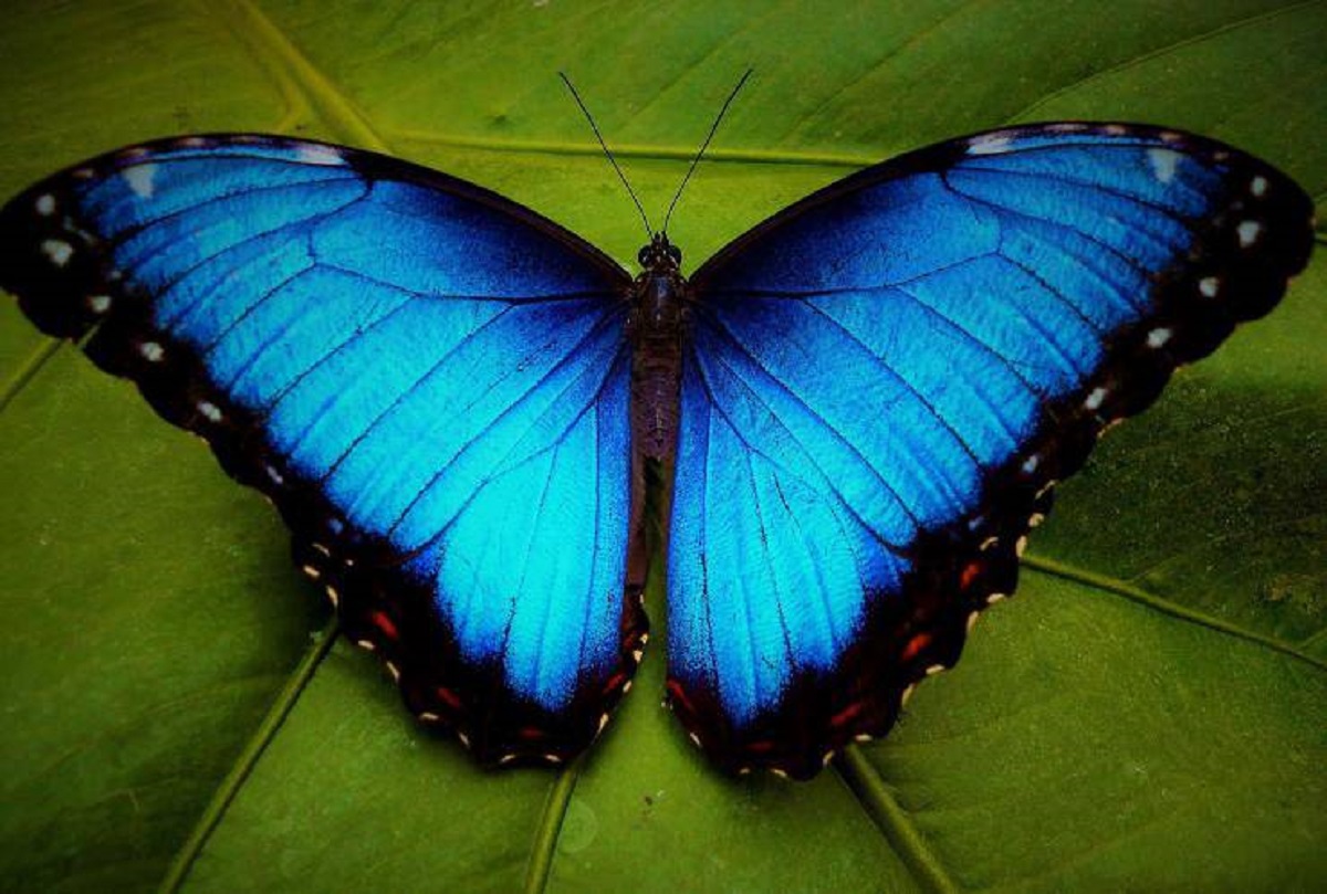 farfalla blu 