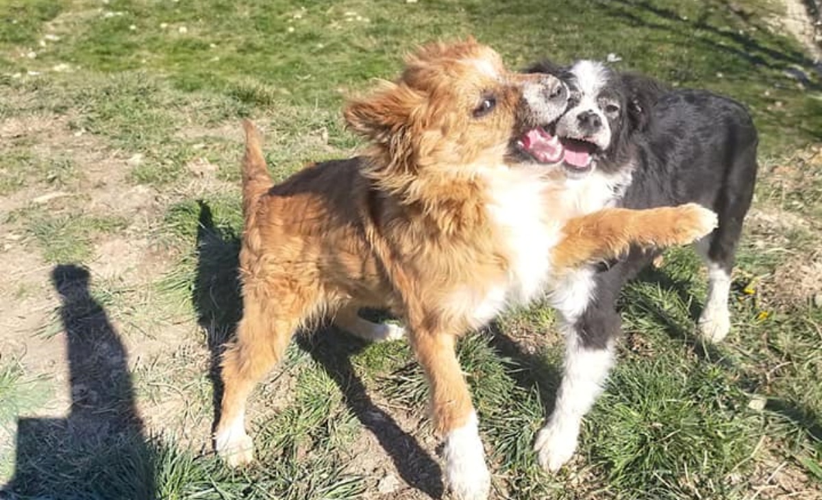 La storia dei cani Uno e Due