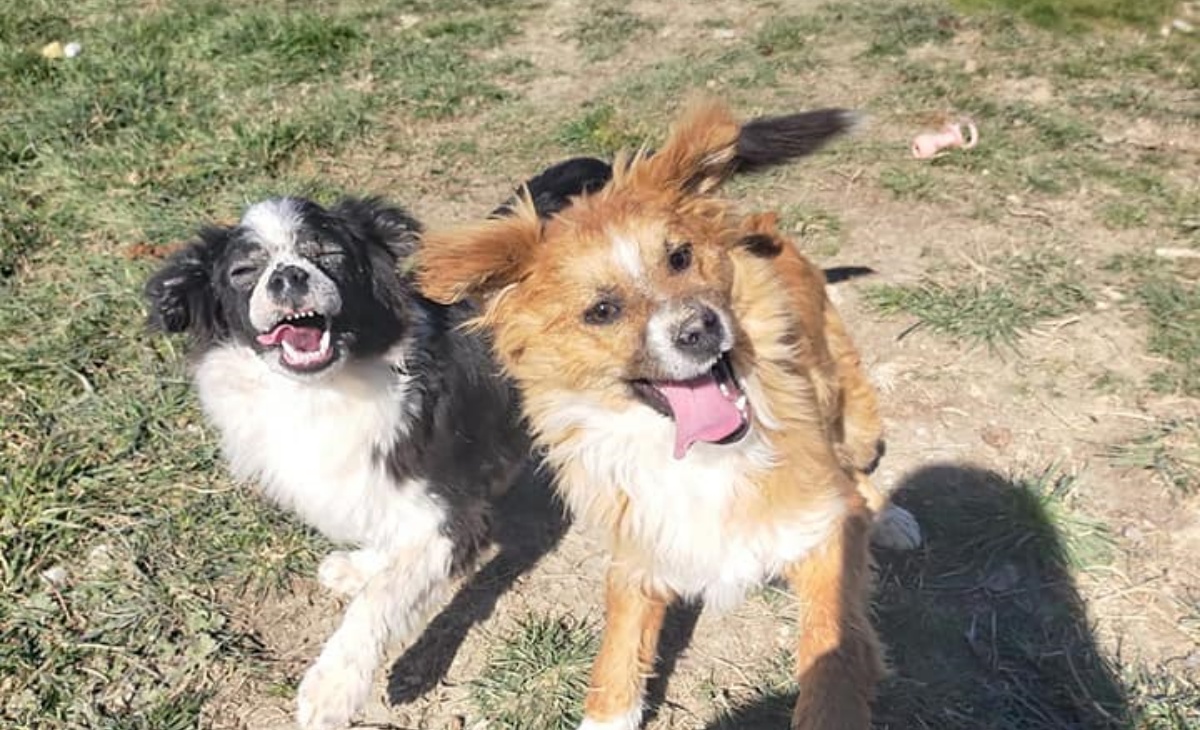 La storia dei cani Uno e Due