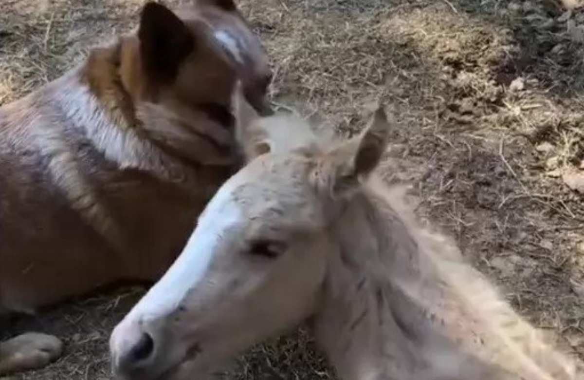 Zip e il puledro