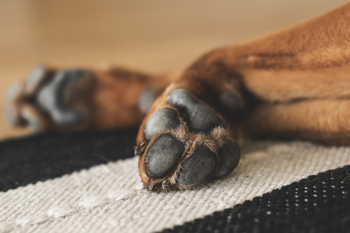 La nuova vita del cane Zorro