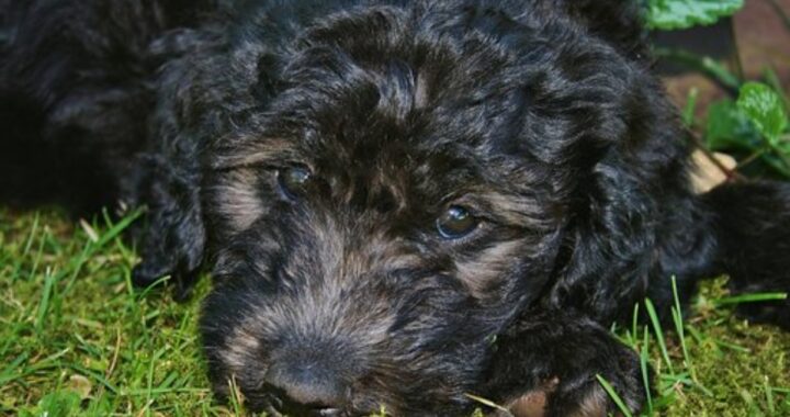 Rabbia a San Giuliano Milanese, cane colpito con un forcone: il racconto della proprietaria di Zorro
