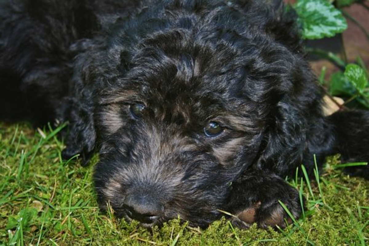 Il cane Zorro è in prognosi riservata