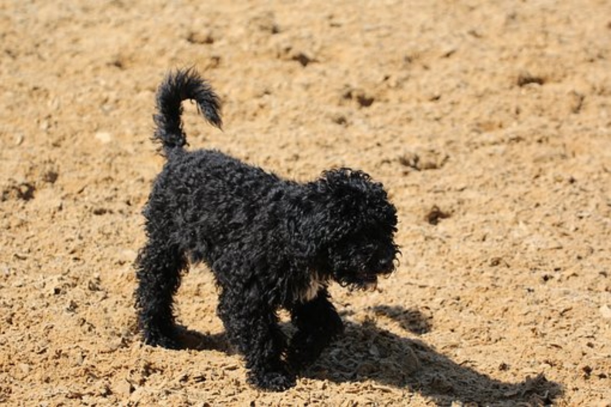 Il cane Zorro è in prognosi riservata