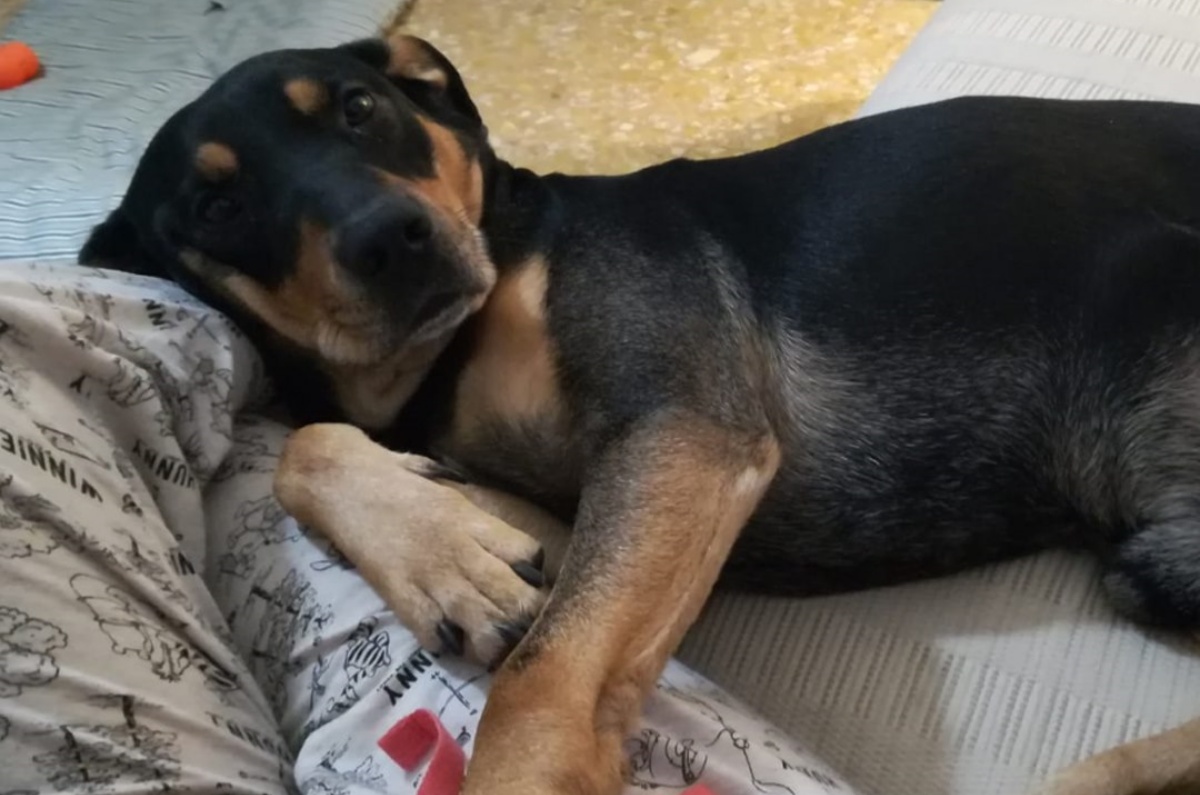 La nuova vita del cane Zorro
