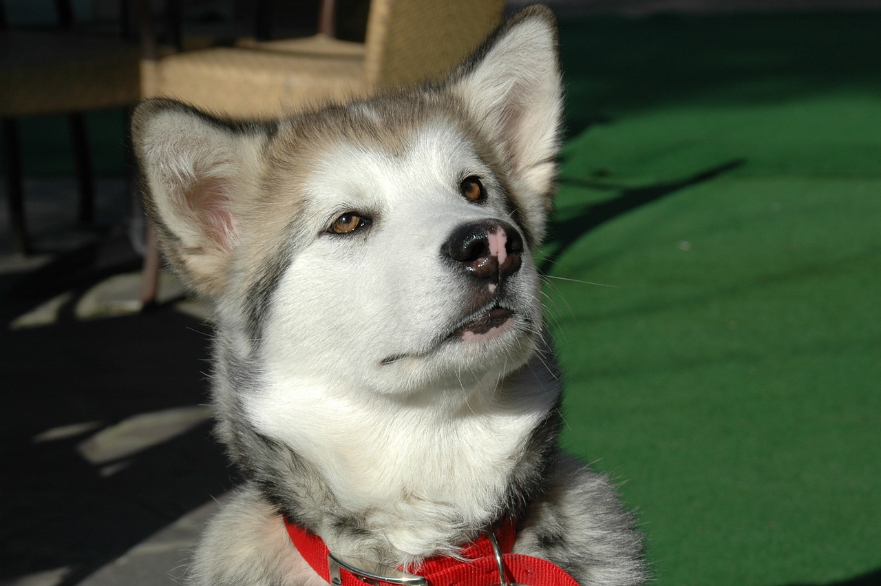 Alaskan malamute in aereo