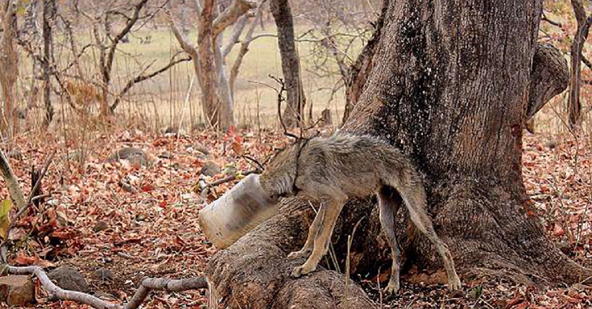 Animale incastrato in un contenitore