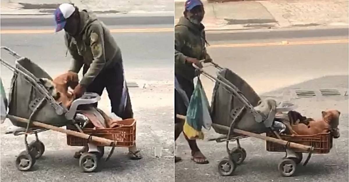 Un passante riprende il gesto di un anziano che passeggia con dei cani in carrozzina