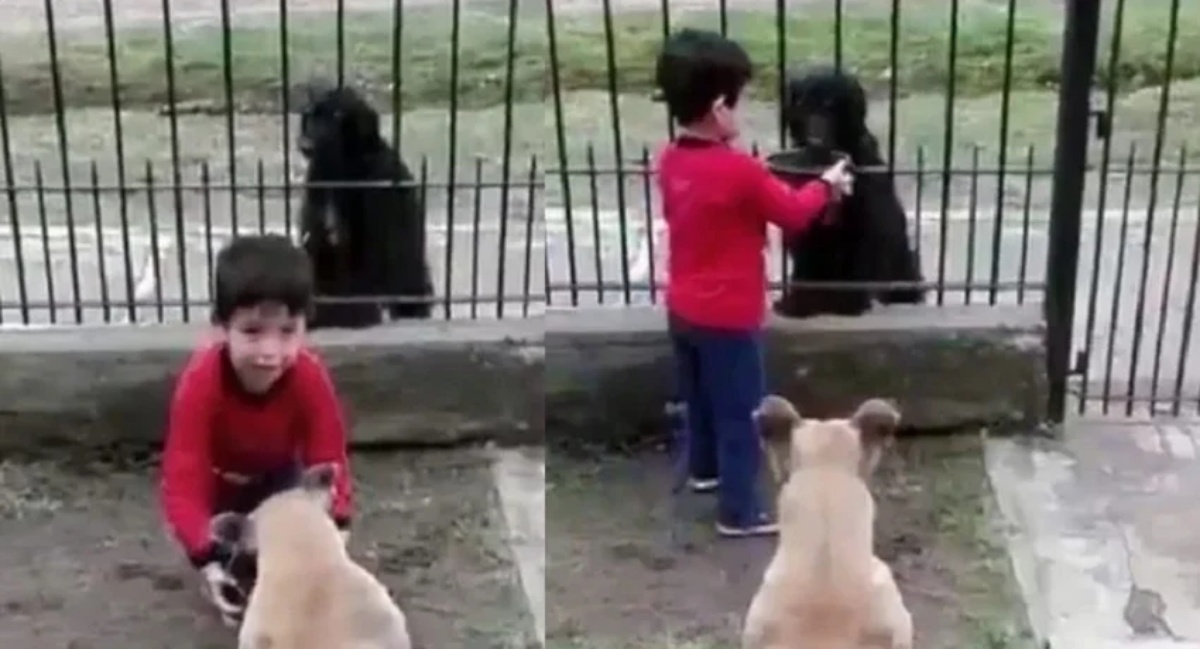 Il gesto del bambino verso il randagio