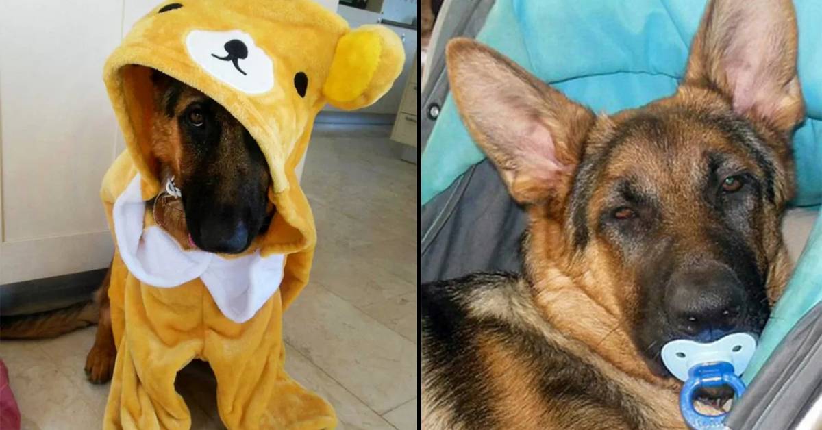 Cagnolina pensa di essere una bimba. E nessuno ha il coraggio di contradirla